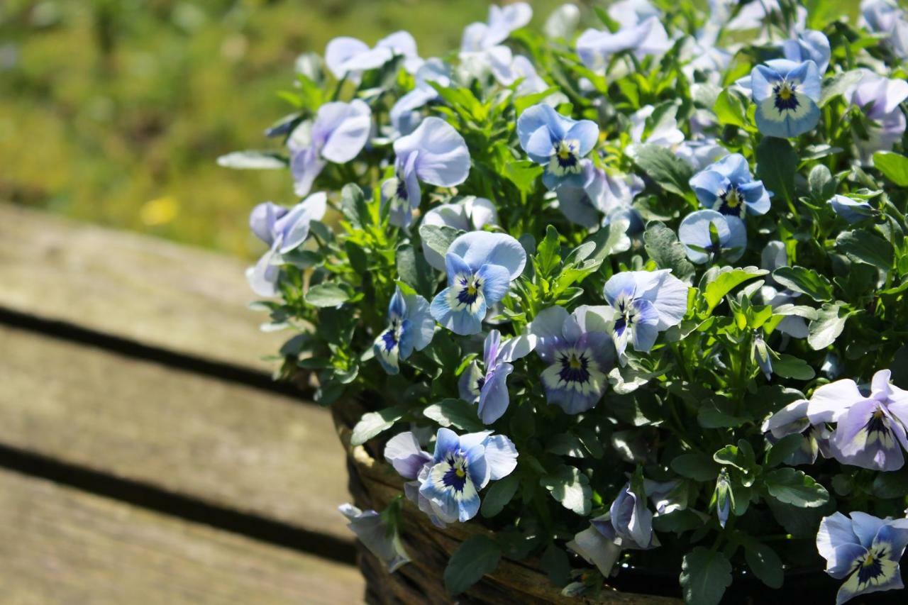 Huisje Linda Bed & Breakfast Arnhem